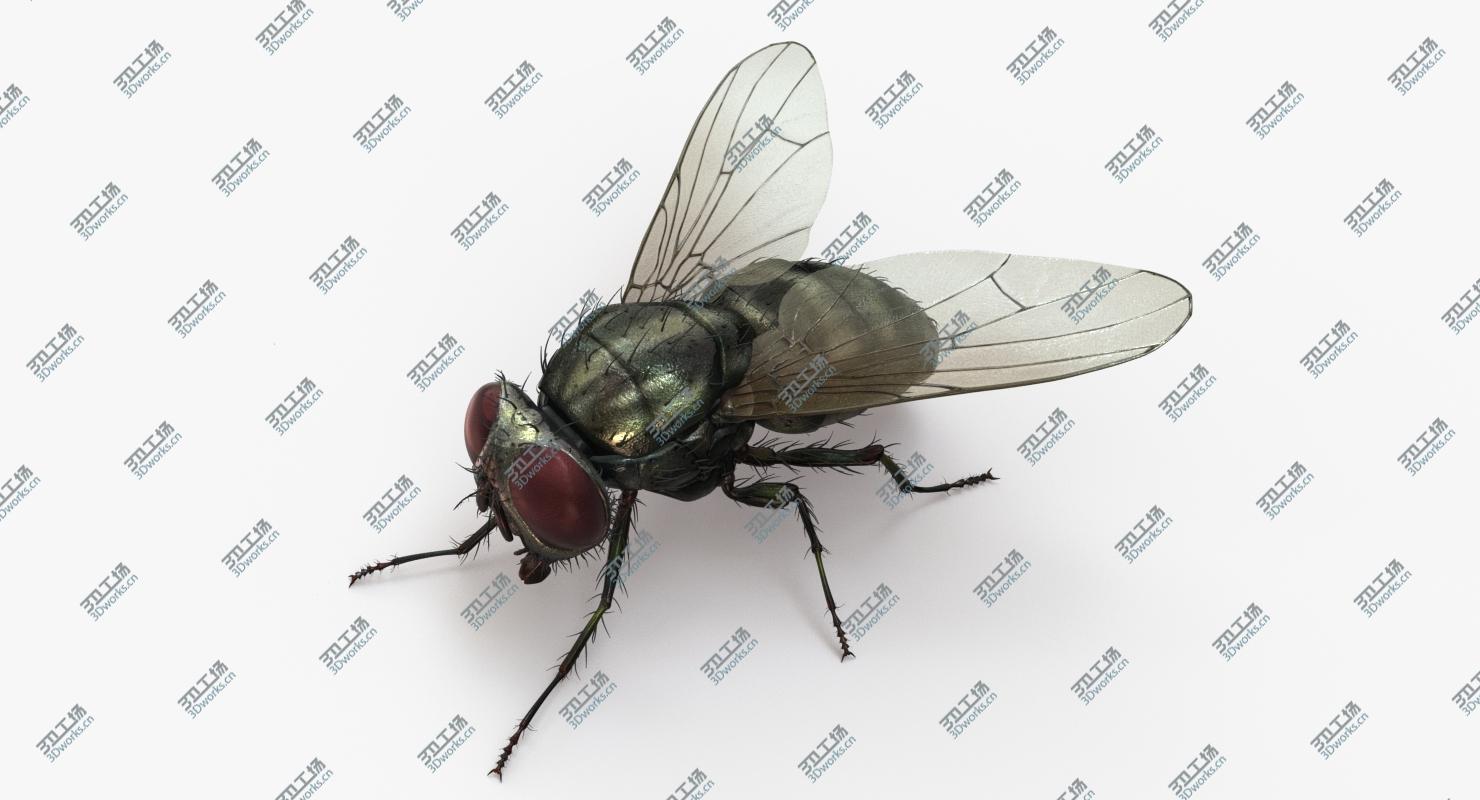 images/goods_img/202104091/Housefly (2) 3D model/2.jpg